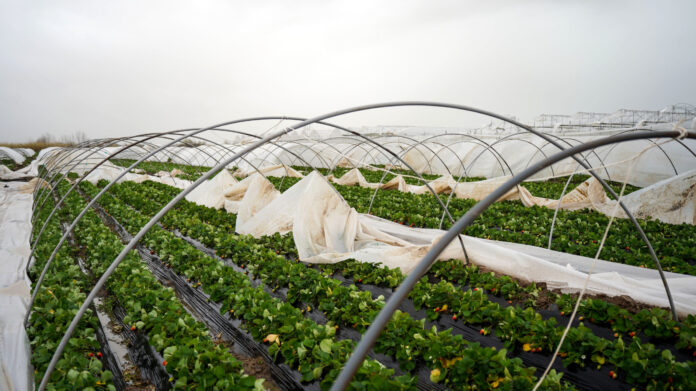 antalya'da peş peşe hortumlar; seralar yıkıldı, çatılar u