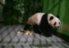 Japonya’daki Son İki Dev Panda Çin’e Döndü japonya'daki son iki dev panda Çin'e döndü