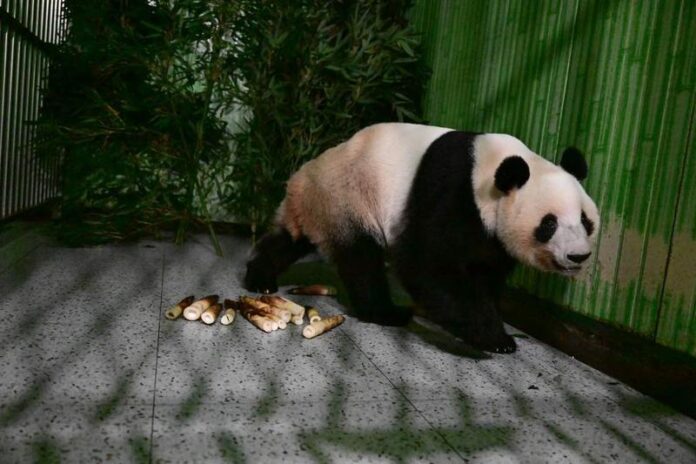 japonya'daki son iki dev panda Çin'e döndü