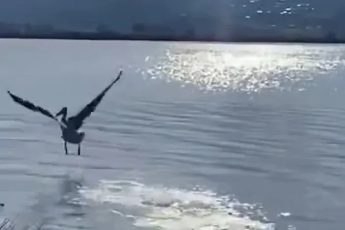 bursa da yarali ak pelikan 5 aylik tedavisinin ardindan dogaya salindi 1768601431 39 large