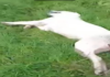 Bursa’da akıl almaz canilik! Bahçesine giren sokak köpeğini… ekran görüntüsü 2026 02 04 132605