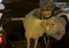 Kaçan Kuzuya Benzetilen ‘Çorap’, Kurbanlık Olmaktan Son Anda Kurtuldu