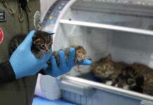Gürsu’nun Süt Anne Kedisi Sosyal Medyayı Salladı