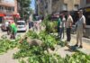 Bursa’da asırlık çınar yola devrildi: Faciadan dönüldü