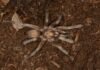 Türkiye’nin yeni tarantula türü tescillendi