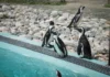 Bursa Hayvanat Bahçesi’nde yaz alarmı: Penguenlere klima, lemurlara soğuk menü