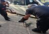 Park halindeki minibüsün motor kısmına giren yılanı itfaiyeciler çıkarıldı
