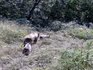 Bursa’da Tarlasına kurduğu fotokapanla yaban hayatını görüntüledi