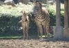 Doğduğu Tesadüfen Öğrenilen Zebra Yavrusu ‘Jason’, İlgi Odağı Oldu
