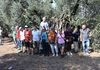 Gemlik’te Zeytin Ağacı 1500 Yıldır Meyve Veriyor