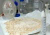 Hayvan yemi olarak kullanılan fındık posası, tüketilebilir protein kaynağına dönüşecek